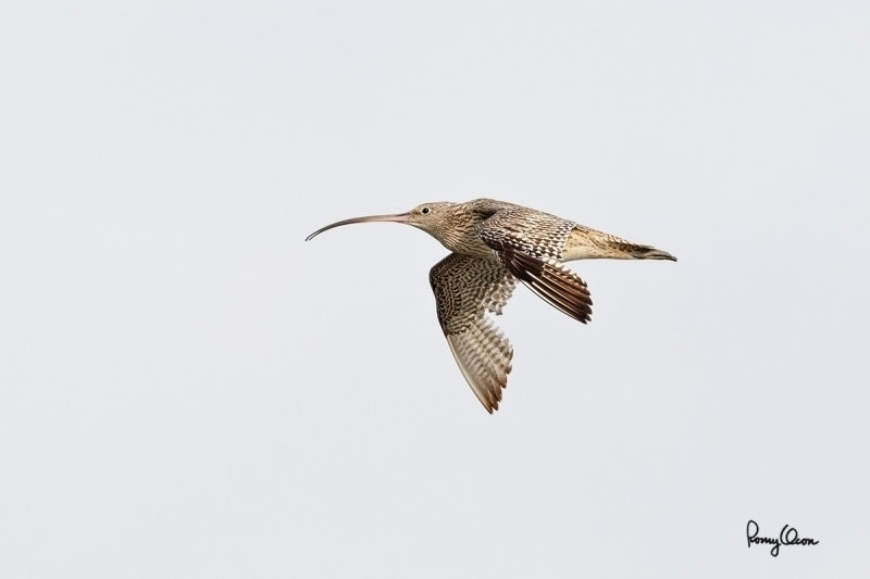 RO722039-1200x800.jpg