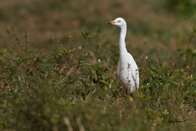 Cattle Egret (Bubulcus ibis, resident/migrant) 

Habitat: Pastures, ricefields and marshes. 

Shooting info - San Juan, La Union, Philippines, January 26, 2014, Canon 7D + EF 400 2.8 IS + EF 1.4x TC II, 
560 mm, ISO 320, f/5.6, 1/1250 sec, manual exposure in available light, 475B/516 support, near full frame.