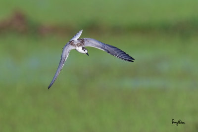 Whiskered Tern (Chlidonias hybridus, migrant, non-breeding plumage) 

Habitat - Bays, tidal flats to ricefields. 

Shooting info - Candaba wetlands, Pampanga, Philippines, October 13, 2014, Canon EOS 7D Mark II + EF 600 f4 IS II, 
f/5.6, ISO 320, 1/2000 sec, manual exposure in available light, 475B/516 support, major crop resized to 1500x1000.