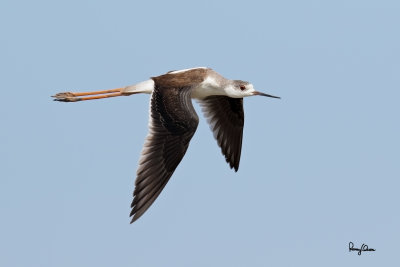 Black-winged Stilt (Himantopus himantopus, migrant) 

Habitat: Wetlands from coastal mudflats to ricefields 

Shooting info - Candaba wetlands, Pampanga, Philippines, October 13, 2014, Canon EOS 7D Mark II + EF 600 f4 IS II, 
f/5.6, ISO 320, 1/1600 sec, manual exposure in available light, 475B/516 support, major crop resized to 1500x1000.