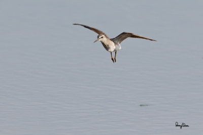 Wood Sandpiper (Tringa glareola, migrant) 

Habitat - Exposed shores of marshes, ponds and in ricefields. 

Shooting info - Candaba wetlands, Pampanga, Philippines, October 13, 2014, Canon EOS 7D Mark II + EF 600 f4 IS II, 
f/5.6, ISO 320, 1/2000 sec, manual exposure in available light, 475B/516 support, 6 MP crop resized to 1500x1000.