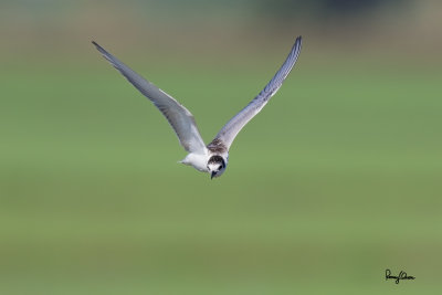 Whiskered Tern (Chlidonias hybridus, migrant, non-breeding plumage) 

Habitat - Bays, tidal flats to ricefields. 

Shooting info - Candaba wetlands, Pampanga, Philippines, October 13, 2014, Canon EOS 7D Mark II + EF 600 f4 IS II, 
f/5.6, ISO 320, 1/2000 sec, manual exposure in available light, 475B/516 support, 3600x2500 crop resized to 1500x1000.