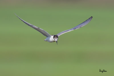 Whiskered Tern (Chlidonias hybridus, migrant, non-breeding plumage) 

Habitat - Bays, tidal flats to ricefields. 

Shooting info - Candaba wetlands, Pampanga, Philippines, October 13, 2014, Canon EOS 7D Mark II + EF 600 f4 IS II, 
f/5.6, ISO 320, 1/2000 sec, manual exposure in available light, 475B/516 support, 3600x2500 crop resized to 1500x1000.