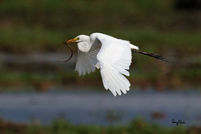 Intermediate Egret (Egretta intermedia, migrant) 

Habitat - Fresh water marshes, ricefields and tidal flats. 

Shooting info - Candaba wetlands, Pampanga, Philippines, October 13, 2014, Canon EOS 7D Mark II + EF 600 f4 IS II, 
f/6.3, ISO 320, 1/2500 sec, manual exposure in available light, 475B/516 support, major crop resized to 1500x1000.