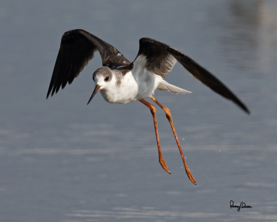 Black-winged Stilt (Himantopus himantopus, migrant) 

Habitat: Wetlands from coastal mudflats to ricefields 

Shooting info - Candaba wetlands, Pampanga, Philippines, October 13, 2014, Canon EOS 7D Mark II + EF 600 f4 IS II, 
f/6.3, ISO 320, 1/2000 sec, manual exposure in available light, 475B/516 support, major crop resized to 1250x1000.