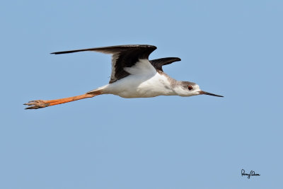 Black-winged Stilt (Himantopus himantopus, migrant) 

Habitat: Wetlands from coastal mudflats to ricefields 

Shooting info - Candaba wetlands, Pampanga, Philippines, October 13, 2014, Canon EOS 7D Mark II + EF 600 f4 IS II, 
f/5.6, ISO 320, 1/1600 sec, manual exposure in available light, 475B/516 support, 6 MP crop resized to 1500x1000.