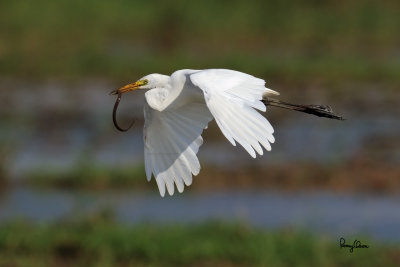 Intermediate Egret (Egretta intermedia, migrant) 

Habitat - Fresh water marshes, ricefields and tidal flats. 

Shooting info - Candaba wetlands, Pampanga, Philippines, October 13, 2014, Canon EOS 7D Mark II + EF 600 f4 IS II, 
f/6.3, ISO 320, 1/2500 sec, manual exposure in available light, 475B/516 support, major crop resized to 1500x1000.
