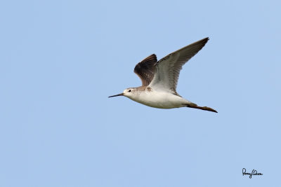 Marsh Sandpiper (Tringa stagnatilis, migrant)

Habitat - Uncommon, in marshes, ricefields, and fishponds in shallow water rarely on exposed mud and coral flats.
 
Shooting info - Candaba wetlands, Pampanga, Philippines, October 13, 2014, Canon EOS 7D Mark II + EF 600 f4 IS II, 
f/5.6, ISO 320, 1/2000 sec, manual exposure in available light, 475B/516 support, major crop resized to 1500x1000.
