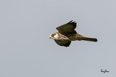 Amur Falcon (Falco amurensis, female, migrant, new Philippine record)

Habitat - this individual was seen in grassland/pasture land.

Shooting Info - Talogtog, San Juan, La Union, November 1, 2014, Canon 1D MIV + EF 500 f4 L IS + EF 1.4x TC II, 700 mm, 
f/7.1, ISO 400, 1/1600 sec, manual exposure in available light, 475B/516 support.
