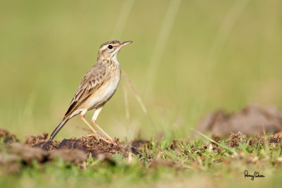 Paddyfield Pipit (Anthus rufulus, resident, formerly called Richard's Pipit) 

Habitat - On the ground in open country, grasslands, ricefields and parks. 

Shooting Info - Talogtog, San Juan, La Union, November 1, 2014, Canon 5D MIII + EF 500 f4 L IS + EF 1.4x TC II, 700 mm, 
f/6.3, ISO 640, 1/1250 sec, manual exposure in available light, hand held.
