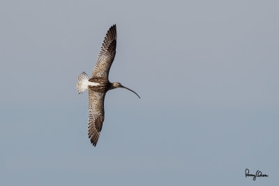 Eurasian Curlew (Numenius arquata, migrant) 

Habitat - Uncommon along coast on tidal and coral flats. 

Shooting info - Sto. Tomas, La Union, Philippines, November 22, 2014, Canon 1D MIV + 500 f4 L IS + 1.4x TC II, 
700 mm, f/6.3, ISO 320, 1/1600 sec, manual exposure in available light, Uniqball UBH45/Manfrotto 455B support. 