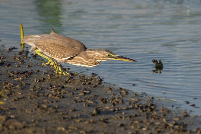 Little Heron (Butorides striatus) 

Habitat - Exposed coral reefs, tidal flats, mangroves, fishponds and streams. 

Shooting info - Sto. Tomas, La Union, Philippines, November 22, 2014, Canon 1D MIV + 500 f4 L IS + 1.4x TC II, 
700 mm, f/6.3, ISO 640, 1/1600 sec, manual exposure in available light, Uniqball UBH45/Manfrotto 455B support. 