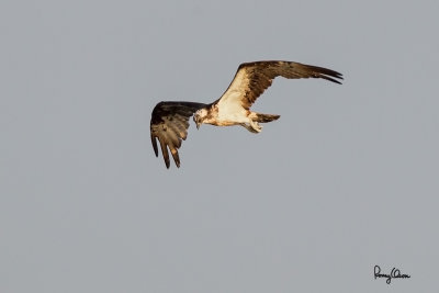 Osprey (Pandion haliaetus, migrant) 

Habitat - Associated with water both along coast and inland. 

Shooting info - Sto. Tomas, La Union, Philippines, November 22, 2014, Canon 1D MIV + 500 f4 L IS + 1.4x TC II, 
700 mm, f/6.3, ISO 800, 1/1600 sec, manual exposure in available light, Uniqball UBH45/Manfrotto 455B support. 