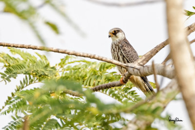 (Documentary Photo)

Amur Falcon (Falco amurensis, female, migrant, new Philippine record)

Habitat - this individual was seen in grassland/pasture land.

Shooting Info - Talogtog, San Juan, La Union, November 1, 2014, Canon 1D MIV + EF 500 f4 L IS + EF 1.4x TC II, 700 mm, 
f/7.1, ISO 400, 1/800 sec, manual exposure in available light, 475B/516 support.