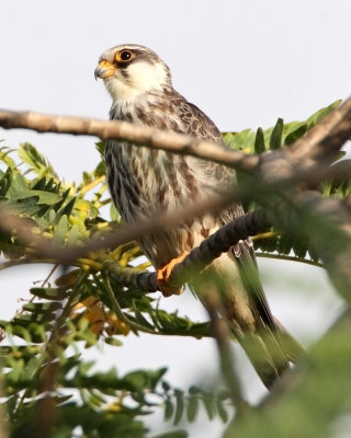 (Documentary Photo)

Amur Falcon (Falco amurensis, female, migrant, new Philippine record)

Habitat - this individual was seen in grassland/pasture land.

Shooting Info - Talogtog, San Juan, La Union, November 1, 2014, Canon 1D MIV + EF 500 f4 L IS + EF 1.4x TC II, 700 mm, 
f/7.1, ISO 400, 1/1600 sec, manual exposure in available light, 475B/516 support.