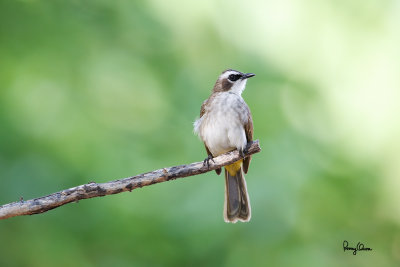 Yellow-vented Bulbul (Pycnonotus goiavier , resident)

Habitat: Common in gardens, urban areas and grasslands but not in mature forests. 

Shooting info - Bacnotan, La Union, Philippines, December 25, 2014, 1D MIV + EF 400 f/2.8 IS + EF 2x TC II, 800 mm, f/5.6, ISO 1250, 1/320 sec, 
manual exposure in available light, AI servo, 475B + 516 support, uncropped full frame resized to 1500x1000.
