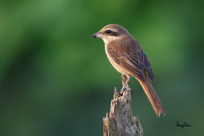 Brown Shrike (Lanius cristatus, migrant) 

Habitat - Common in all habitats at all elevations. 

Shooting Info - Paranaque City, Philippines, December 28, 2014, 5D MIII + 500 f4 IS + Canon 1.4x TC II, 
700 mm, f/6.3, ISO 640, 1/250 sec, hand held, manual exposure in available light, near full frame resized to 1500x1000.