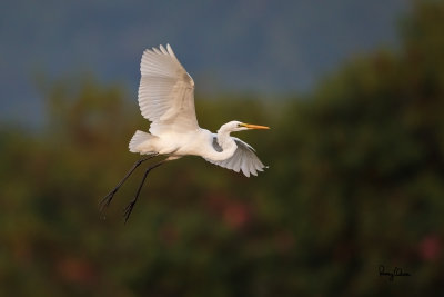 Great Egret (Egretta alba, migrant)

Habitat - Uncommon in a variety of wetlands from coastal marshes to ricefields. 

Shooting info - Sto. Tomas, La Union, January 9, 2015, Canon 1D MIV + EF 500 f4 L IS, 500 mm, f/4, ISO 1250, 1/2000 sec, 475B/3421 support.