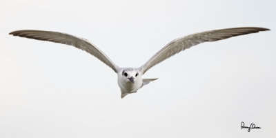 Whiskered Tern (Chlidonias hybridus, migrant, non-breeding plumage) 

Habitat - Bays, tidal flats to ricefields. 

Shooting info - Sto. Tomas, La Union, January 9, 2015, Canon 1D Mark IV + EF 500 f4 IS, 
500 mm, f/4, ISO 640, 1/2000 sec, manual exposure in available light, 475B/516 support, near full frame.
