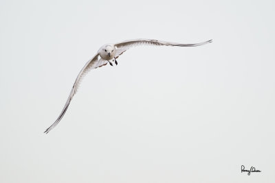 Saunders's Gull (Larus saundersi, migrant, new Philippine record)

Habitat - photographed while foraging over fishponds.

Shooting info - Sto. Tomas, La Union, January 9, 2015, Canon 1D Mark IV + EF 500 f4 IS, 
500 mm, f/4, ISO 640, 1/2000 sec, manual exposure in available light, 475B/516 support, major crop.