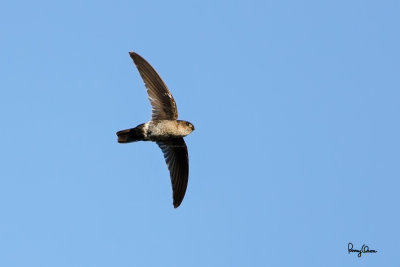 Pygmy Swiftlet and other unusual birds in flight at Bued River