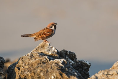 Eurasian Tree Sparrow (Passer montanus, resident) 

Habitat - Common in virtually every inhabited island. 

Shooting info - Urbiztondo beach, San Juan, La Union, Philippines, March 16, 2013, 1D MIV + 500 f4 IS + Canon 1.4x TC II, 700 mm, 
f/6.3, 1/1600 sec, ISO 1600, manual exposure in available light, 475B tripod/516 fluid head, near full frame resized to 1500x1000.