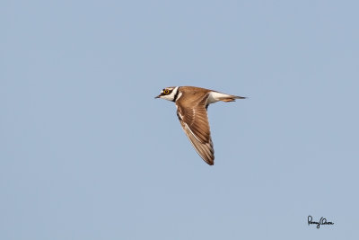 Little Ringed-Plover (Charadrius dubius)

Habitat - Ricefields to river beds. 

Shooting info - Binmaley, Pangasinan, March 1, 2015, Canon 1D Mark IV + EF 500 f4 IS, 
500 mm, f/5.6, ISO 400, 1/2000 sec, manual exposure in available light, 475B/516 support, major crop.