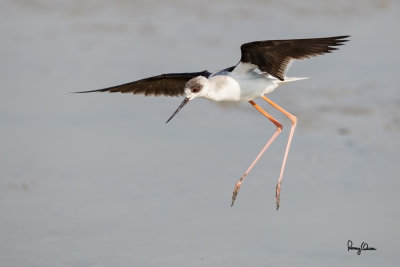 Black-winged Stilt (Himantopus himantopus, migrant) 

Habitat: Wetlands from coastal mudflats to ricefields 

Shooting info - Binmaley, Pangasinan, March 1, 2015, Canon 1D Mark IV + EF 500 f4 IS, 
500 mm, f/5.6, ISO 320, 1/2000 sec, manual exposure in available light, 475B/516 support, near full frame resized to 1500 x 1000.