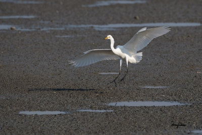 Intermediate Egret (Egretta intermedia, migrant) 

Habitat - Fresh water marshes, ricefields and tidal flats. 

Shooting info - Binmaley, Pangasinan, March 1, 2015, Canon 1D Mark IV + EF 500 f4 IS, 
500 mm, f/5.6, ISO 320, 1/2500 sec, manual exposure in available light, 475B/516 support, near full frame resized to 1200 x 800. 