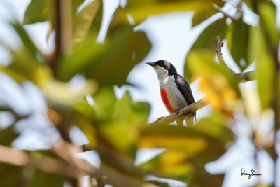 Red-keeled Flowerpecker (Dicaeum australe, a Philippine endemic) 

Habitat - Canopy of forest, edge and flowering trees. 

Shooting info - Bacnotan, La Union, Philippines, March 5, 2015, Canon 7D + 500 f4 IS + Canon 1.4x TC II, 
700 mm, f/6.3, ISO 640, 1/500 sec, 475B/516 support, manual exposure in available light, near full frame resized to 1500x1000. 