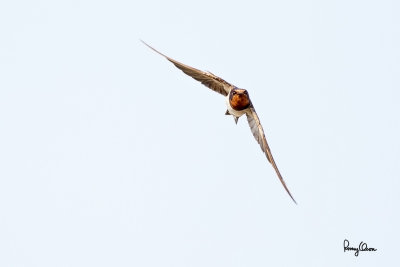 Barn Swallow (Hirundo rustica , migrant) 

Habitat - Coast to above the forest in high mountains. 

Shooting info - Talogtog, San Juan, La Union, March 7, 2015, 5D MIII + 400 5.6L, 
400 mm, 1/2000 sec, f/5.6, ISO 1250, manual exposure in available light, hand held, major crop. 