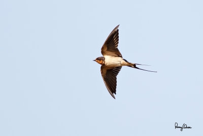 Barn Swallow (Hirundo rustica , migrant) 

Habitat - Coast to above the forest in high mountains. 

Shooting info - Talogtog, San Juan, La Union, March 7, 2015, 5D MIII + 400 5.6L, 
400 mm, 1/2000 sec, f/5.6, ISO 800, manual exposure in available light, hand held, major crop. 
