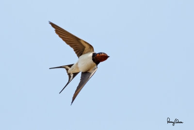 Barn Swallow (Hirundo rustica , migrant) 

Habitat - Coast to above the forest in high mountains. 

Shooting info - Talogtog, San Juan, La Union, March 7, 2015, 5D MIII + 400 5.6L, 
400 mm, 1/2000 sec, f/5.6, ISO 640, manual exposure in available light, hand held, major crop.