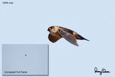 House Swift (Apus affinis,resident)

Habitat - Lowlands often associated with water, particularly rivers. 

Shooting info - Baroro, Bacnotan, La Union, Philippines, March 8, 2015, 1D MIV + 500 f4 L IS + 1.4x TC II, 
700 mm, f/6.3, ISO 640, 1/2000 sec, manual exposure in available light, 475B/516 support, 100% crop.