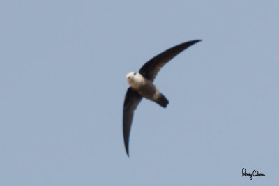 House Swift (Apus affinis,resident)

Habitat - Lowlands often associated with water, particularly rivers. 

Shooting info - Baroro, Bacnotan, La Union, Philippines, March 8, 2015, 1D MIV + 500 f4 L IS + 1.4x TC II, 
700 mm, f/6.3, ISO 640, 1/2000 sec, manual exposure in available light, 475B/516 support, unprocessed 100% crop.