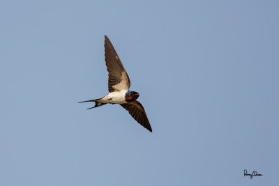 Barn Swallow (Hirundo rustica , migrant) 

Habitat - Coast to above the forest in high mountains. 

Shooting info - Macabebe, Pampanga, Philippines, March 15, 2015, 5D MIII + 400 5.6L, 400 mm, f/5.6, 1/2500 sec, ISO 640, manual exposure in available light, hand held, major crop.