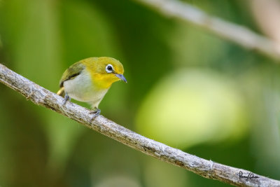 Lowland White-eye (Zosterops meyeni, a near Philippine endemic) 

Habitat - Second growth, scrub and gardens. 

Shooting info - Bacnotan, La Union, Philippines, June 28, 2015, Canon 5D MIII + 400 2.8 IS + Canon 2x TC II, 800 mm, f/5.6, ISO 320, 1/400 sec, 
475B/516 support, manual exposure in available light (pushed 1.7 stops in PP), near full frame resized to 1500x1000.
