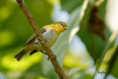 Lowland White-eye (Zosterops meyeni, a near Philippine endemic) 

Habitat - Second growth, scrub and gardens. 

Shooting info - Bacnotan, La Union, Philippines, June 28, 2015, Canon 5D MIII + 400 2.8 IS + Canon 2x TC II, 
800 mm, f/5.6, ISO 640, 1/800 sec, 475B/516 support, manual exposure in available light, near full frame resized to 1500x1000.