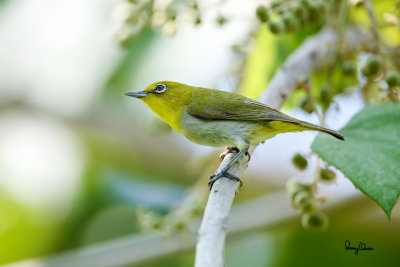 Lowland White-eye (Zosterops meyeni, a near Philippine endemic) 

Habitat - Second growth, scrub and gardens. 

Shooting info - Bacnotan, La Union, Philippines, June 28, 2015, Canon 5D MIII + 400 2.8 IS + Canon 2x TC II, 
800 mm, f/5.6, ISO 640, 1/640 sec, 475B/516 support, manual exposure in available light, near full frame resized to 1500x1000.