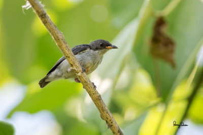 Red-keeled Flowerpecker (Dicaeum australe, a Philippine endemic, immature) 

Habitat - Canopy of forest, edge and flowering trees. 

Shooting info - Bacnotan, La Union, Philippines, June 28, 2015, Canon 5D MIII + 400 2.8 IS + Canon 2x TC II, 
800 mm, f/5.6, ISO 320, 1/320 sec, 475B/516 support, manual exposure in available light, near full frame resized to 1500x1000.