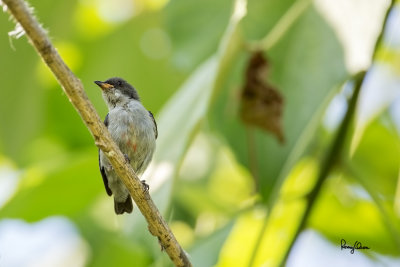 Red-keeled Flowerpecker (Dicaeum australe, a Philippine endemic, immature) 

Habitat - Canopy of forest, edge and flowering trees. 

Shooting info - Bacnotan, La Union, Philippines, June 28, 2015, Canon 5D MIII + 400 2.8 IS + Canon 2x TC II, 
800 mm, f/5.6, ISO 320, 1/320 sec, 475B/516 support, manual exposure in available light, near full frame resized to 1500x1000.