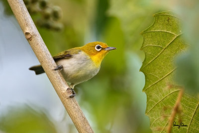 Lowland White-eye (Zosterops meyeni, a near Philippine endemic) 

Habitat - Second growth, scrub and gardens. 

Shooting info - Bacnotan, La Union, Philippines, June 29, 2015, Canon 5D MIII + 400 2.8 IS + Canon 2x TC II, 
800 mm, f/5.6, ISO 3200, 1/200 sec, 475B/516 support, manual exposure in available light, near full frame resized to 1500x1000.