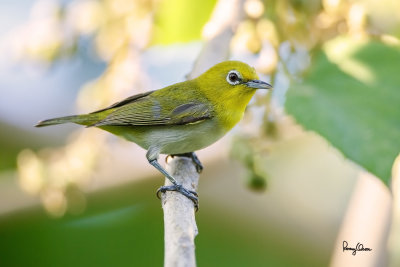 Lowland White-eye (Zosterops meyeni, a near Philippine endemic) 

Habitat - Second growth, scrub and gardens. 

Shooting info - Bacnotan, La Union, Philippines, June 29, 2015, Canon 5D MIII + 400 2.8 IS + Canon 2x TC II, 
800 mm, f/5.6, ISO 320, 1/250 sec, 475B/516 support, manual exposure in available light (pushed 1.8 stops in PP), near full frame resized to 1500x1000.