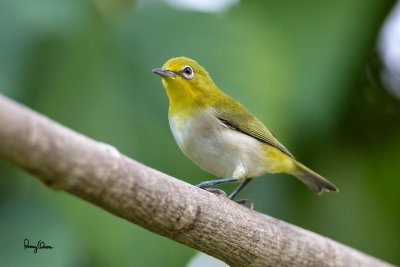 Lowland White-eye (Zosterops meyeni, a near Philippine endemic) 

Habitat - Second growth, scrub and gardens. 

Shooting info - Bacnotan, La Union, Philippines, June 29, 2015, Canon 5D MIII + 400 2.8 IS + Canon 2x TC II, 
800 mm, f/5.6, ISO 2500, 1/250 sec, 475B/516 support, manual exposure in available light, major crop resized to 1500x1000.