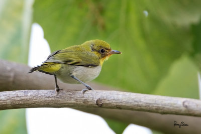 Lowland White-eye (Zosterops meyeni, a near Philippine endemic, immature) 

Habitat - Second growth, scrub and gardens. 

Shooting info - Bacnotan, La Union, Philippines, June 28, 2015, Canon 5D MIII + 400 2.8 IS + Canon 2x TC II, 
800 mm, f/5.6, ISO 2500, 1/400 sec, 475B/516 support, manual exposure in available light, major crop resized to 1500x1000. 