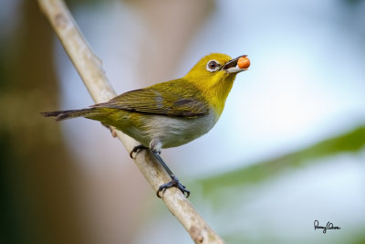 Lowland White-eye (Zosterops meyeni, a near Philippine endemic) 

Habitat - Second growth, scrub and gardens. 

Shooting info - Bacnotan, La Union, Philippines, June 29, 2015, Canon 5D MIII + 400 2.8 IS + Canon 2x TC II, 
800 mm, f/5.6, ISO 1600, 1/200 sec, 475B/516 support, manual exposure in available light, near full frame resized to 1500x1000.