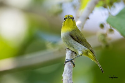 Lowland White-eye (Zosterops meyeni, a near Philippine endemic) 

Habitat - Second growth, scrub and gardens. 

Shooting info - Bacnotan, La Union, Philippines, June 28, 2015, Canon 5D MIII + 400 2.8 IS + Canon 2x TC II, 
800 mm, f/5.6, ISO 640, 1/1000 sec, 475B/516 support, manual exposure in available light (pushed 1.0 stop in PP), near full frame resized to 1500x1000.