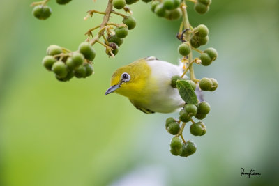Lowland White-eye (Zosterops meyeni, a near Philippine endemic) 

Habitat - Second growth, scrub and gardens. 

Shooting info - Bacnotan, La Union, Philippines, July 6, 2015, Canon 5D MIII + 400 2.8 IS + Canon 2x TC II, 
800 mm, f/5.6, ISO 1600, 1/250 sec, 475B/516 support, manual exposure in available light, near full frame resized to 1500x1000.