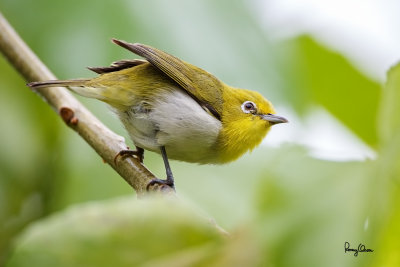 Lowland White-eye (Zosterops meyeni, a near Philippine endemic) 

Habitat - Second growth, scrub and gardens. 

Shooting info - Bacnotan, La Union, Philippines, July 6, 2015, Canon 5D MIII + 400 2.8 IS + Canon 2x TC II, 
800 mm, f/5.6, ISO 1600, 1/250 sec, 475B/516 support, manual exposure in available light, near full frame resized to 1500x1000.