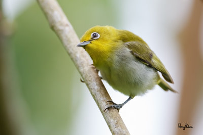 Lowland White-eye (Zosterops meyeni, a near Philippine endemic) 

Habitat - Second growth, scrub and gardens. 

Shooting info - Bacnotan, La Union, Philippines, July 6, 2015, Canon 5D MIII + 400 2.8 IS + Canon 2x TC II, 
800 mm, f/5.6, ISO 800, 1/250 sec, 475B/516 support, manual exposure in available light, major crop resized to 1500x1000.